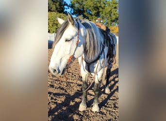 Quarter horse américain, Hongre, 12 Ans, 168 cm, Gris pommelé