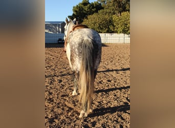 Quarter horse américain, Hongre, 12 Ans, 168 cm, Gris pommelé