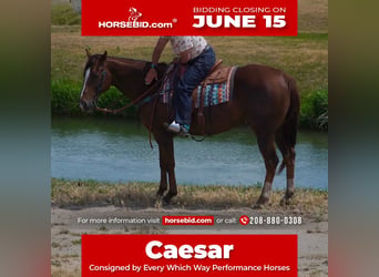 Quarter horse américain, Hongre, 12 Ans, Alezan brûlé