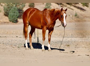 Quarter horse américain, Hongre, 12 Ans, Alezan cuivré