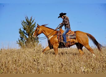 Quarter horse américain Croisé, Hongre, 12 Ans, Alezan dun