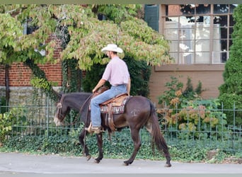 Quarter horse américain, Hongre, 12 Ans, Bai cerise