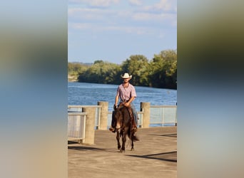 Quarter horse américain, Hongre, 12 Ans, Bai cerise