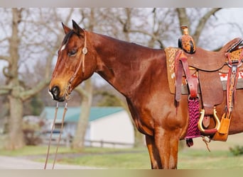 Quarter horse américain, Hongre, 12 Ans, Bai cerise