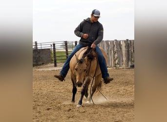 Quarter horse américain, Hongre, 12 Ans, Buckskin