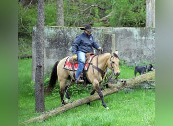Quarter horse américain, Hongre, 12 Ans, Buckskin