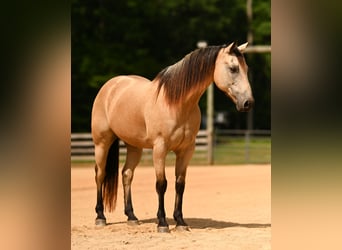 Quarter horse américain, Hongre, 12 Ans, Buckskin