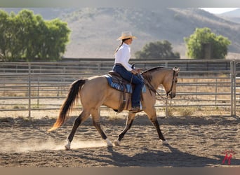 Quarter horse américain, Hongre, 12 Ans, Buckskin