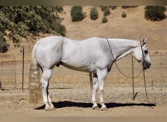 Quarter horse américain, Hongre, 12 Ans, Gris