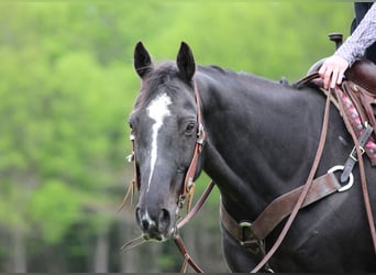 Quarter horse américain, Hongre, 12 Ans, Noir