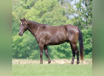 Quarter horse américain, Hongre, 12 Ans, Noir