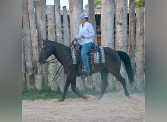 Quarter horse américain, Hongre, 12 Ans, Noir