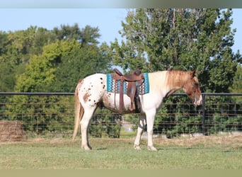 Quarter horse américain, Hongre, 12 Ans, Pinto