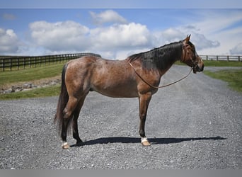 Quarter horse américain, Hongre, 12 Ans, Roan-Bay