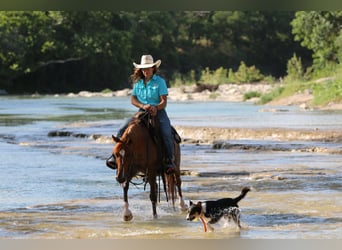 Quarter horse américain, Hongre, 12 Ans, Rouan Rouge