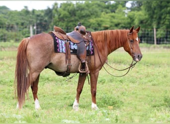 Quarter horse américain, Hongre, 12 Ans, Rouan Rouge