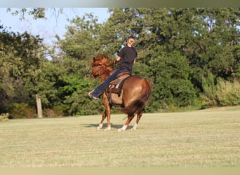 Quarter horse américain, Hongre, 12 Ans, Rouan Rouge