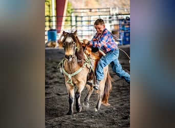 Quarter horse américain, Hongre, 13 Ans, 122 cm, Buckskin