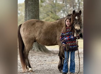 Quarter horse américain, Hongre, 13 Ans, 122 cm, Buckskin