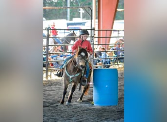 Quarter horse américain, Hongre, 13 Ans, 122 cm, Buckskin