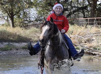 Quarter horse américain, Hongre, 13 Ans, 137 cm, Tobiano-toutes couleurs