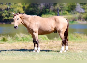 Quarter horse américain, Hongre, 13 Ans, 140 cm, Buckskin