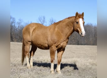 Quarter horse américain, Hongre, 13 Ans, 142 cm, Alezan dun