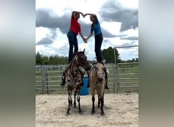 Quarter horse américain, Hongre, 13 Ans, 142 cm, Buckskin