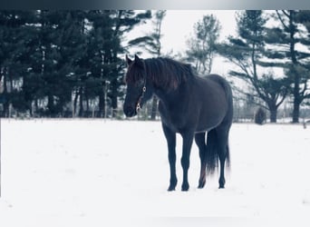 Quarter horse américain, Hongre, 13 Ans, 142 cm, Noir