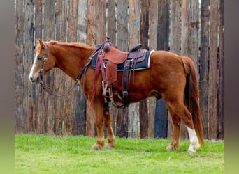 Quarter horse américain, Hongre, 13 Ans, 142 cm, Overo-toutes couleurs