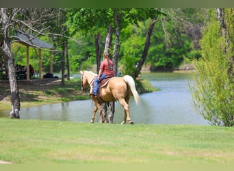 Quarter horse américain, Hongre, 13 Ans, 142 cm, Palomino