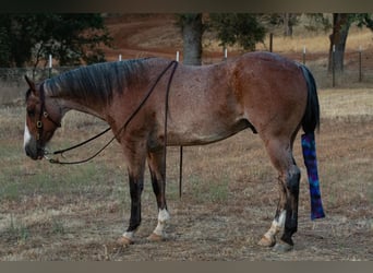 Quarter horse américain, Hongre, 13 Ans, 142 cm, Roan-Bay