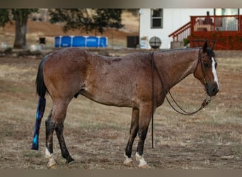 Quarter horse américain, Hongre, 13 Ans, 142 cm, Roan-Bay