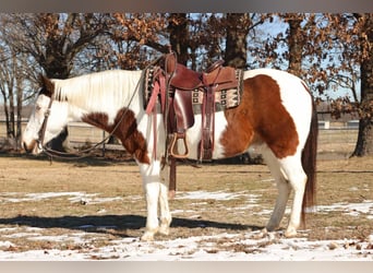 Quarter horse américain, Hongre, 13 Ans, 142 cm, Tobiano-toutes couleurs