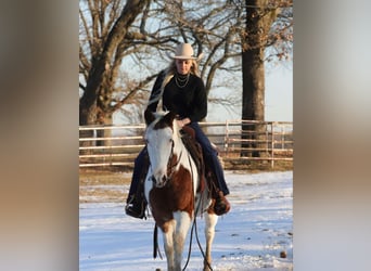 Quarter horse américain, Hongre, 13 Ans, 142 cm, Tobiano-toutes couleurs