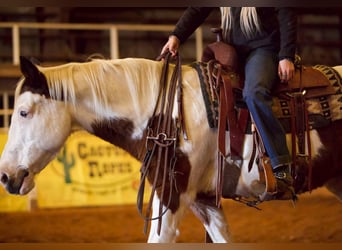 Quarter horse américain, Hongre, 13 Ans, 142 cm, Tobiano-toutes couleurs