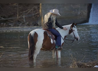 Quarter horse américain, Hongre, 13 Ans, 142 cm, Tobiano-toutes couleurs
