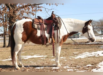 Quarter horse américain, Hongre, 13 Ans, 142 cm, Tobiano-toutes couleurs