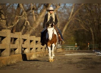 Quarter horse américain, Hongre, 13 Ans, 142 cm, Tobiano-toutes couleurs