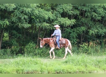 Quarter horse américain, Hongre, 13 Ans, 145 cm, Alezan brûlé