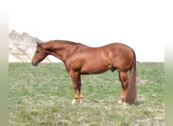 Quarter horse américain, Hongre, 13 Ans, 145 cm, Alezan cuivré