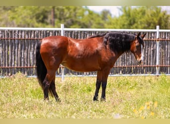 Quarter horse américain, Hongre, 13 Ans, 145 cm, Bai cerise