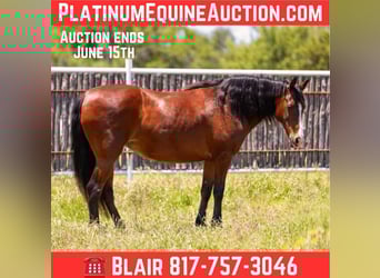 Quarter horse américain, Hongre, 13 Ans, 145 cm, Bai cerise