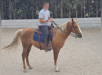 Quarter horse américain Croisé, Hongre, 13 Ans, 145 cm, Palomino