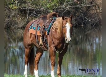 Quarter horse américain, Hongre, 13 Ans, 147 cm, Alezan brûlé