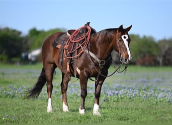 Quarter horse américain, Hongre, 13 Ans, 147 cm, Alezan cuivré