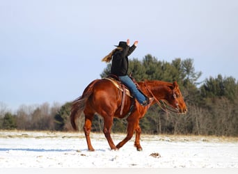 Quarter horse américain Croisé, Hongre, 13 Ans, 147 cm, Alezan cuivré