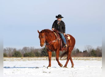 Quarter horse américain Croisé, Hongre, 13 Ans, 147 cm, Alezan cuivré