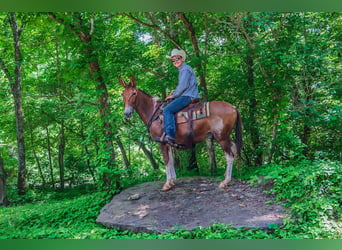 Quarter horse américain, Hongre, 13 Ans, 147 cm, Alezan dun