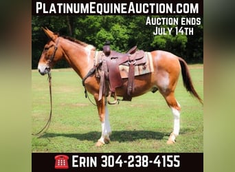 Quarter horse américain, Hongre, 13 Ans, 147 cm, Alezan dun